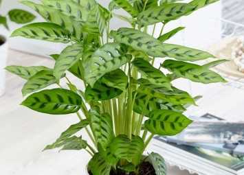 Travis Scott Reveals Early Sample Of His Nike 2020